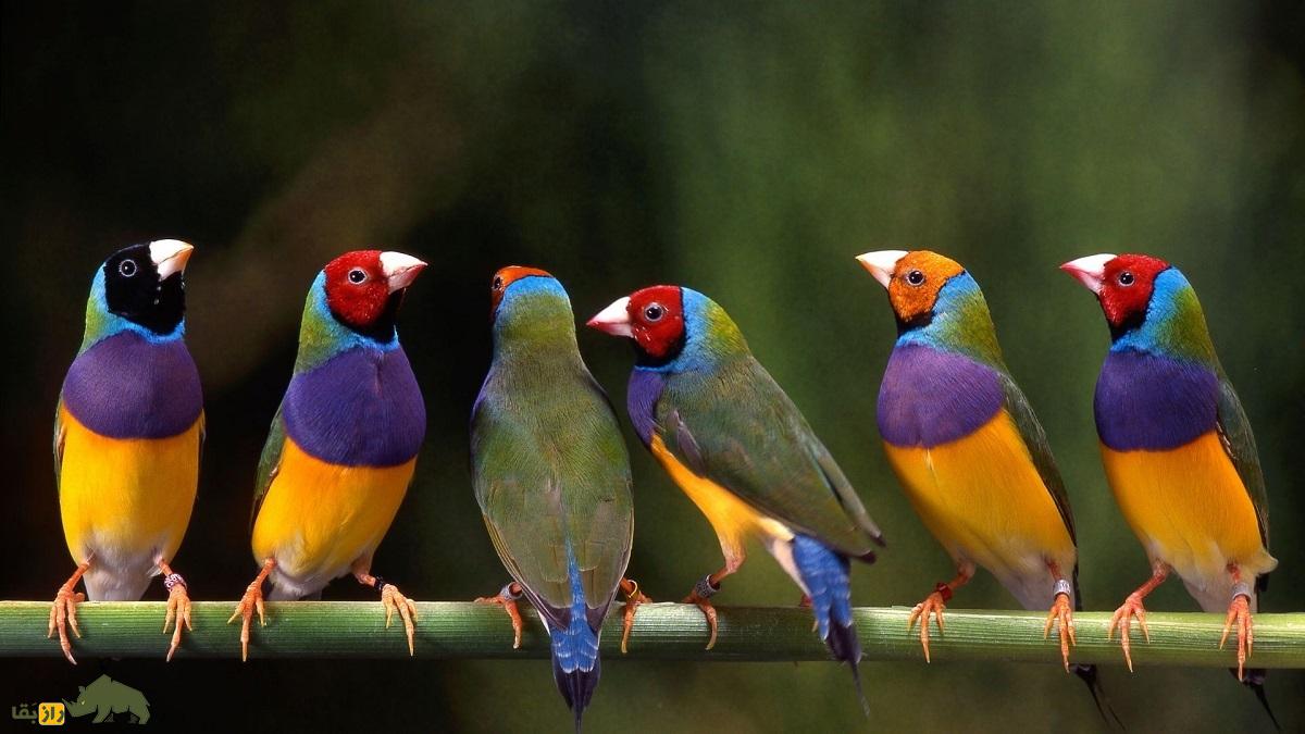 سهره رنگین‌کمانی