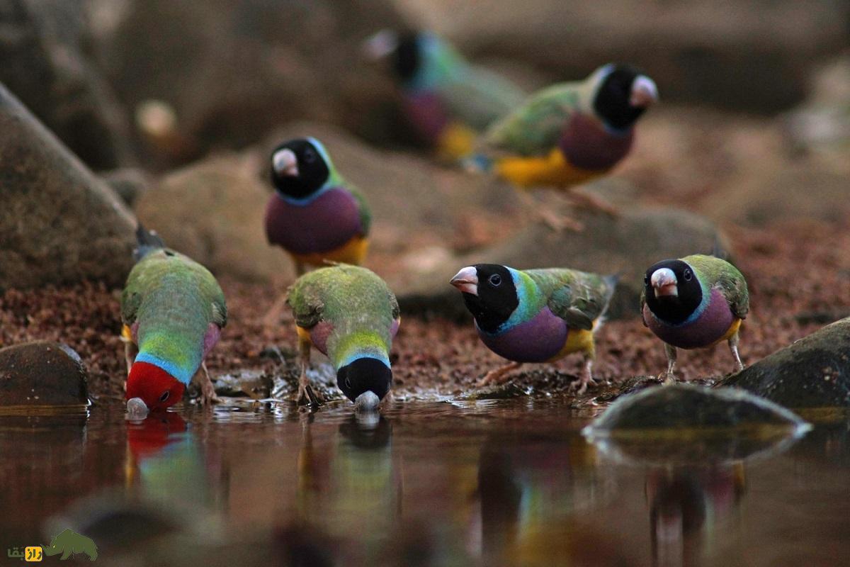 سهره رنگین‌کمانی