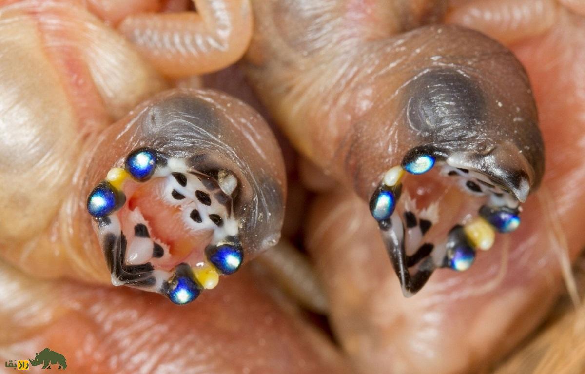 سهره رنگین‌کمانی