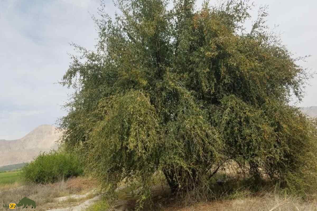 پرورش کنار (سدر) در بلوچستان؛ درختی بومی و کمآب که زندگی را میسازد پرورش کنار (سدر) در بلوچستان؛ درختی بومی و کمآب که زندگی را میسازد