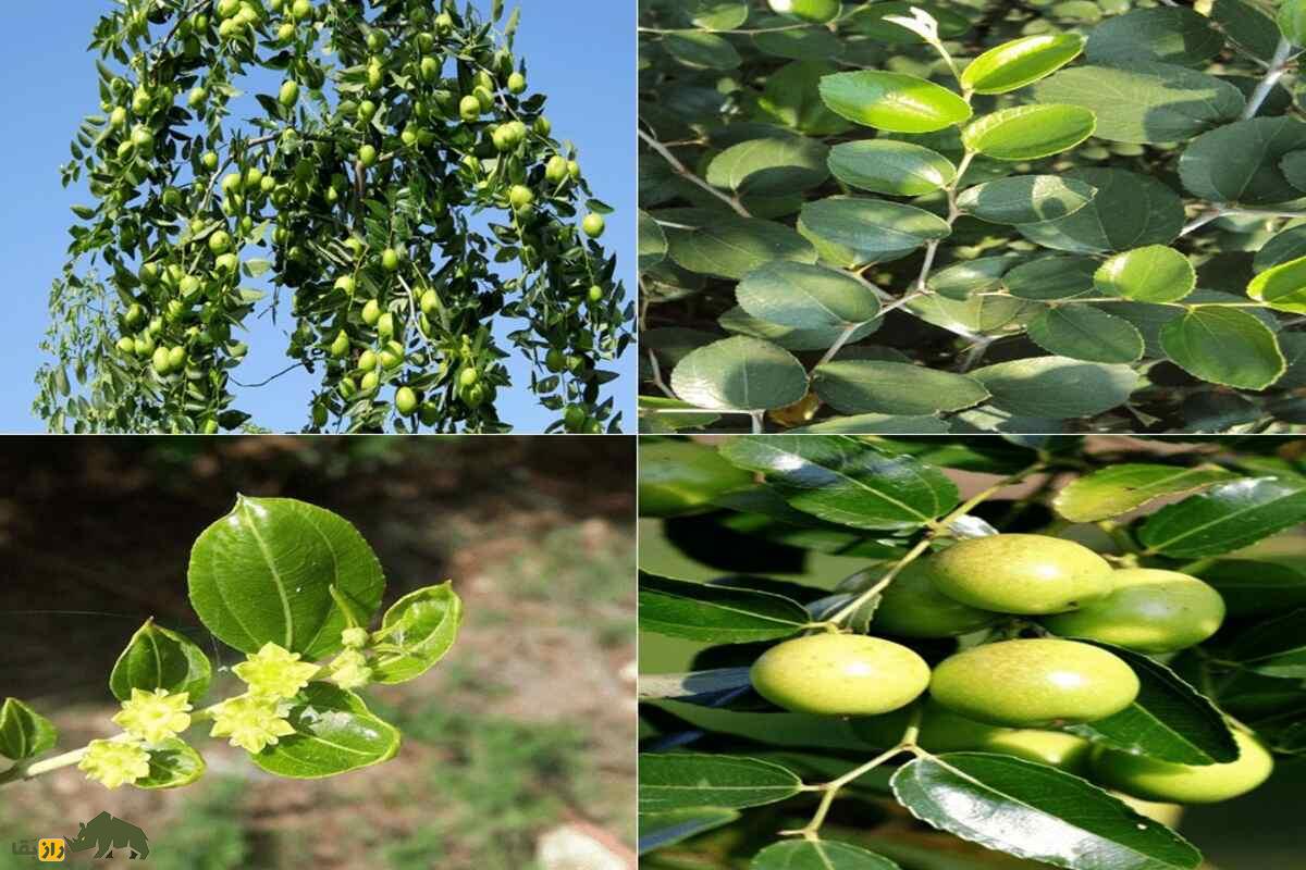 پرورش کنار (سدر) در بلوچستان؛ درختی بومی و کمآب که زندگی را میسازد پرورش کنار (سدر) در بلوچستان؛ درختی بومی و کمآب که زندگی را میسازد