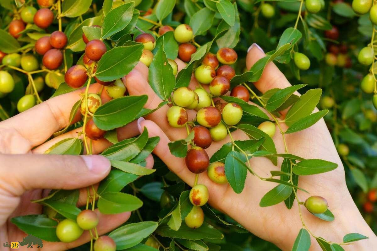 پرورش کنار (سدر) در بلوچستان؛ درختی بومی و کمآب که زندگی را میسازد پرورش کنار (سدر) در بلوچستان؛ درختی بومی و کمآب که زندگی را میسازد