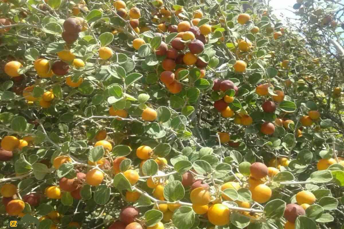 پرورش کنار (سدر) در بلوچستان؛ درختی بومی و کمآب که زندگی را میسازد پرورش کنار (سدر) در بلوچستان؛ درختی بومی و کمآب که زندگی را میسازد