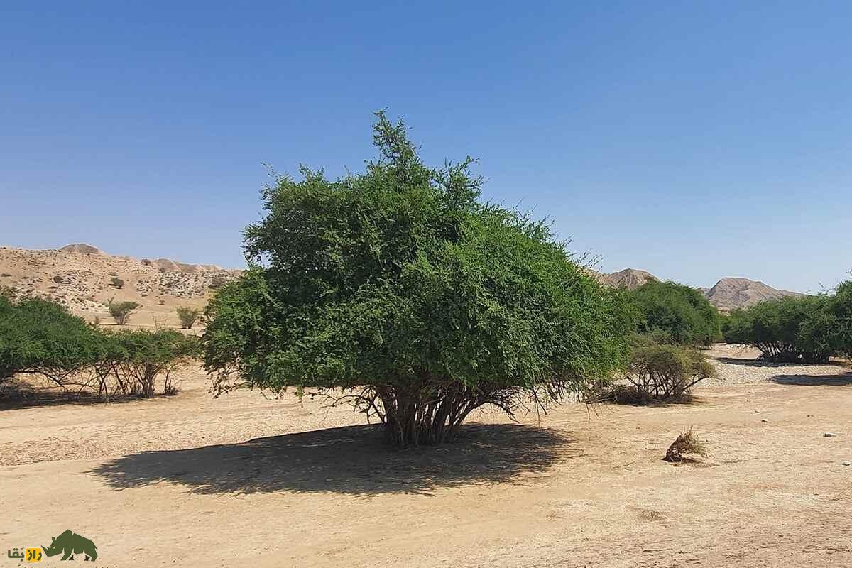 پرورش کنار (سدر) در بلوچستان؛ درختی بومی و کمآب که زندگی را میسازد پرورش کنار (سدر) در بلوچستان؛ درختی بومی و کمآب که زندگی را میسازد