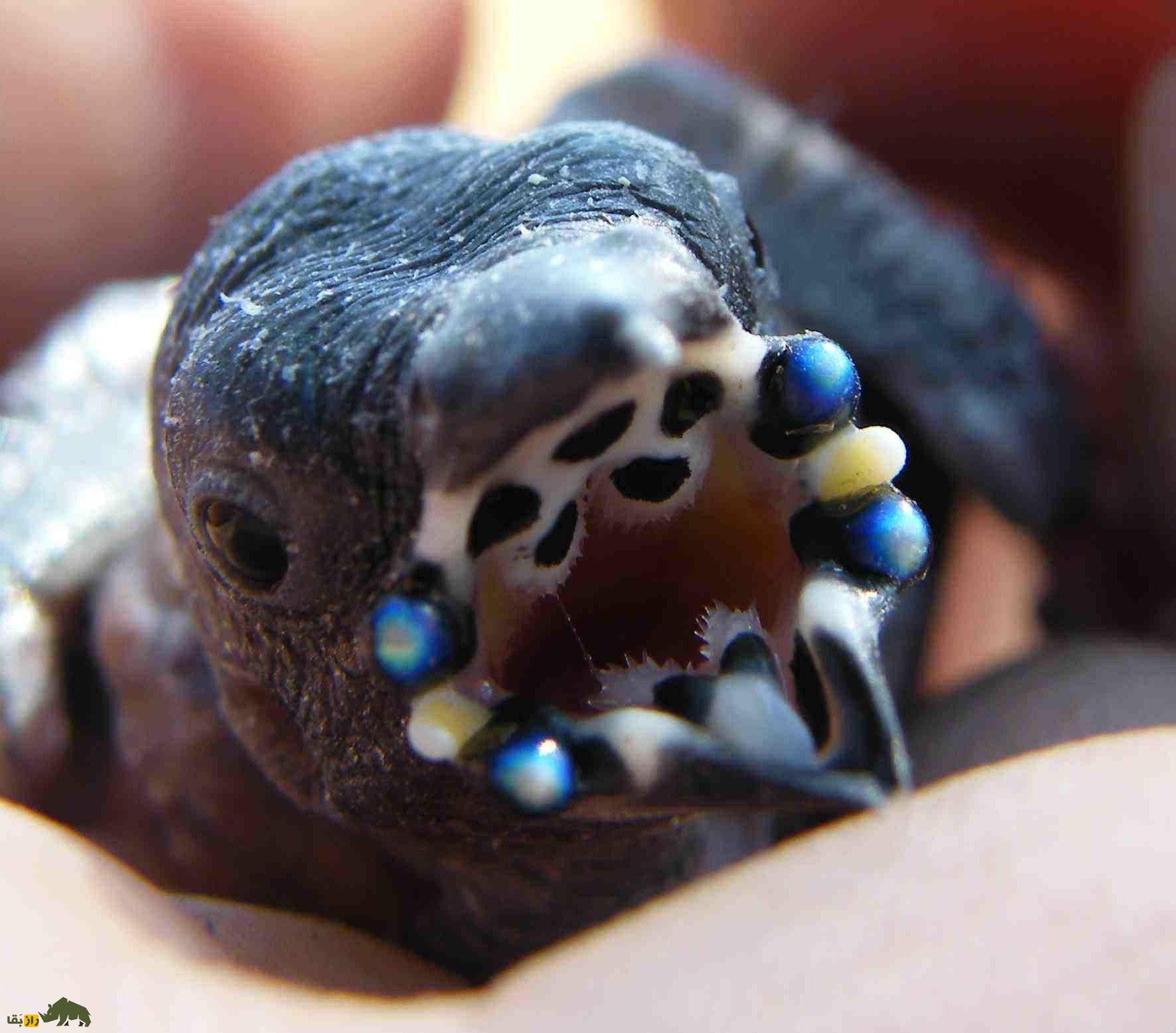 سهره رنگین‌کمانی یا گلدین فنچ