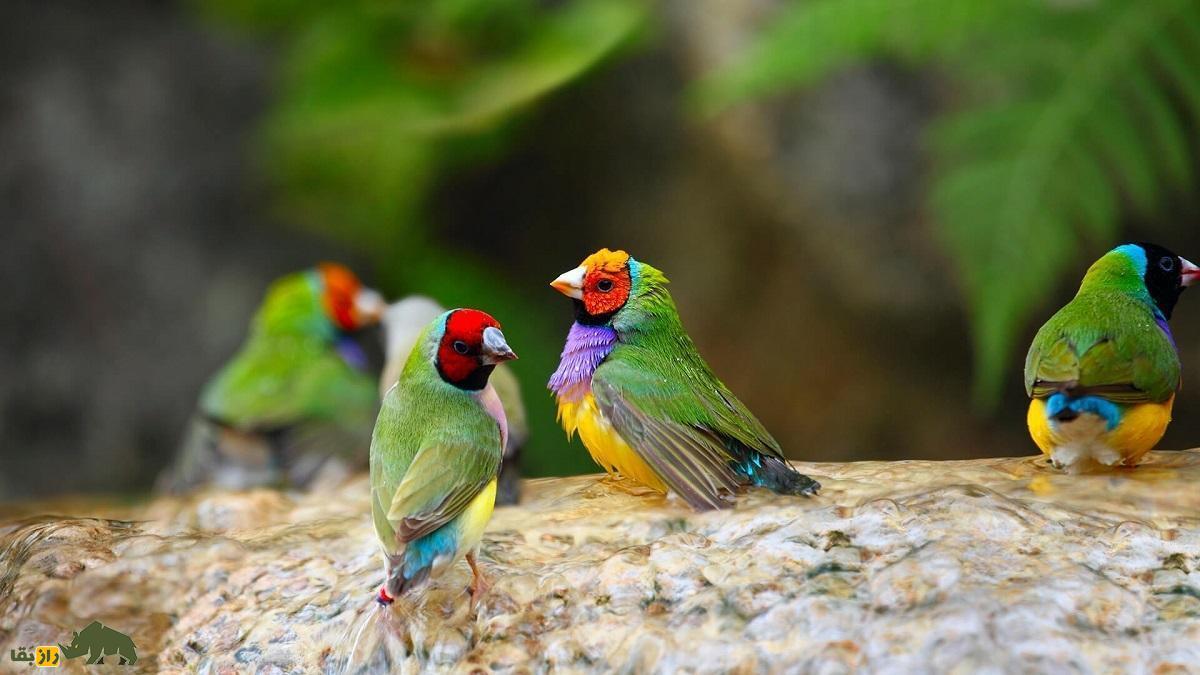 سهره رنگین‌کمانی یا گلدین فنچ