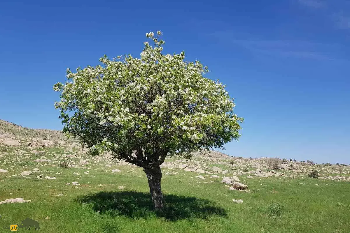 انچوچک؛ دانه گلابی وحشی کوههای ایران با خواص شگفتانگیز دارویی و غذایی که هر ایرانی باید بشناسد انچوچک؛ دانه گلابی وحشی کوههای ایران با خواص شگفتانگیز دارویی و غذایی که هر ایرانی باید بشناسد