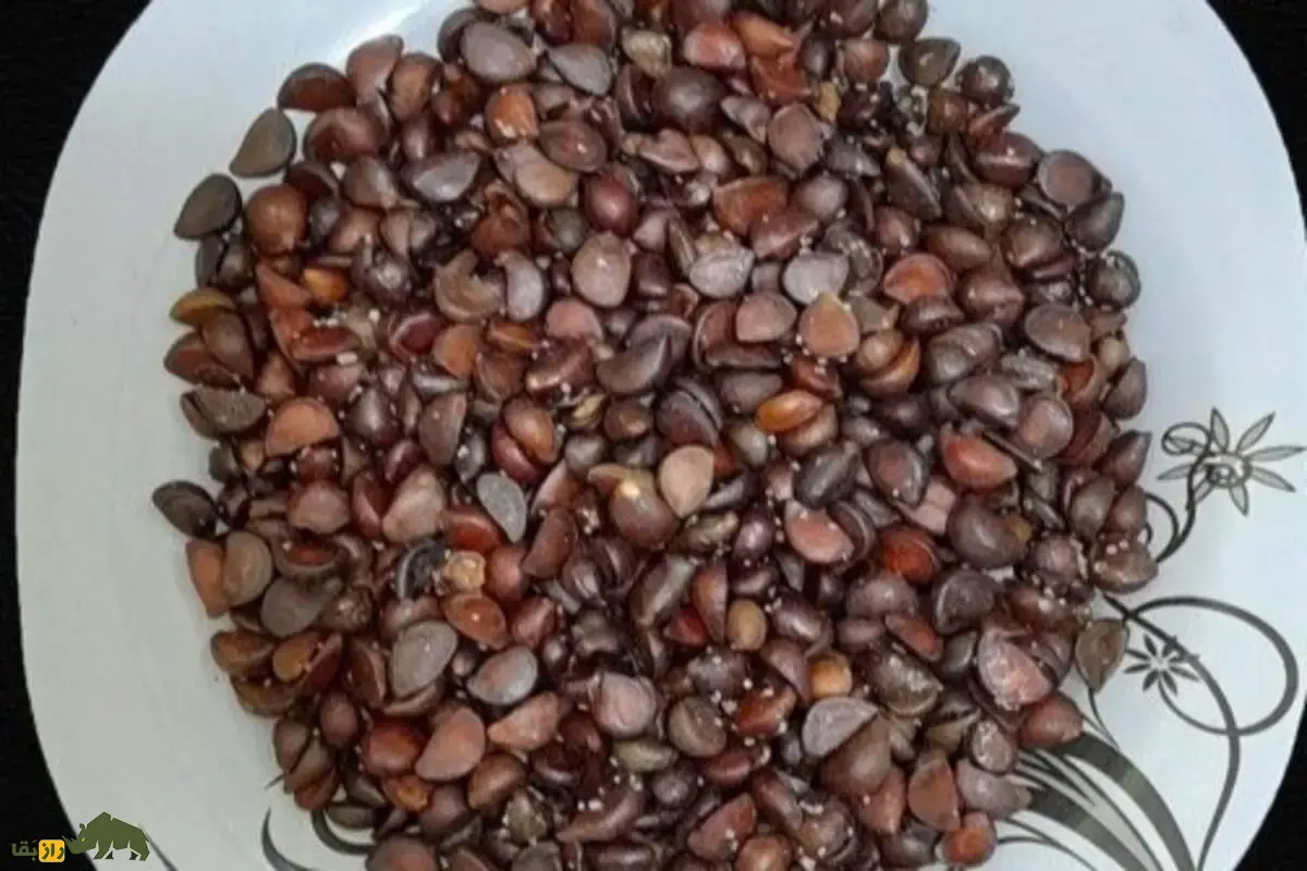 انچوچک؛ دانه گلابی وحشی کوههای ایران با خواص شگفتانگیز دارویی و غذایی که هر ایرانی باید بشناسد انچوچک؛ دانه گلابی وحشی کوههای ایران با خواص شگفتانگیز دارویی و غذایی که هر ایرانی باید بشناسد