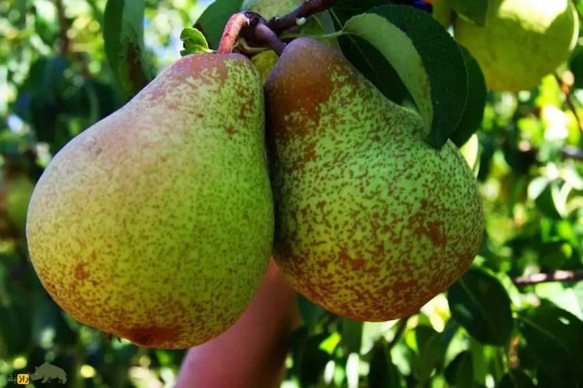 انچوچک؛ دانه گلابی وحشی کوههای ایران با خواص شگفتانگیز دارویی و غذایی که هر ایرانی باید بشناسد انچوچک؛ دانه گلابی وحشی کوههای ایران با خواص شگفتانگیز دارویی و غذایی که هر ایرانی باید بشناسد