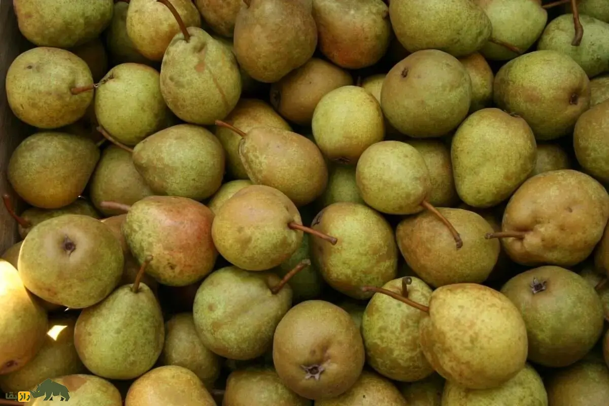 انچوچک؛ دانه گلابی وحشی کوههای ایران با خواص شگفتانگیز دارویی و غذایی که هر ایرانی باید بشناسد انچوچک؛ دانه گلابی وحشی کوههای ایران با خواص شگفتانگیز دارویی و غذایی که هر ایرانی باید بشناسد