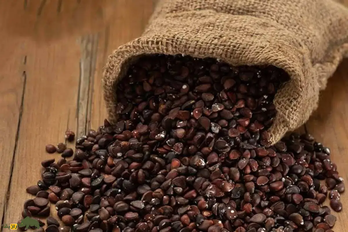 انچوچک؛ دانه گلابی وحشی کوههای ایران با خواص شگفتانگیز دارویی و غذایی که هر ایرانی باید بشناسد انچوچک؛ دانه گلابی وحشی کوههای ایران با خواص شگفتانگیز دارویی و غذایی که هر ایرانی باید بشناسد