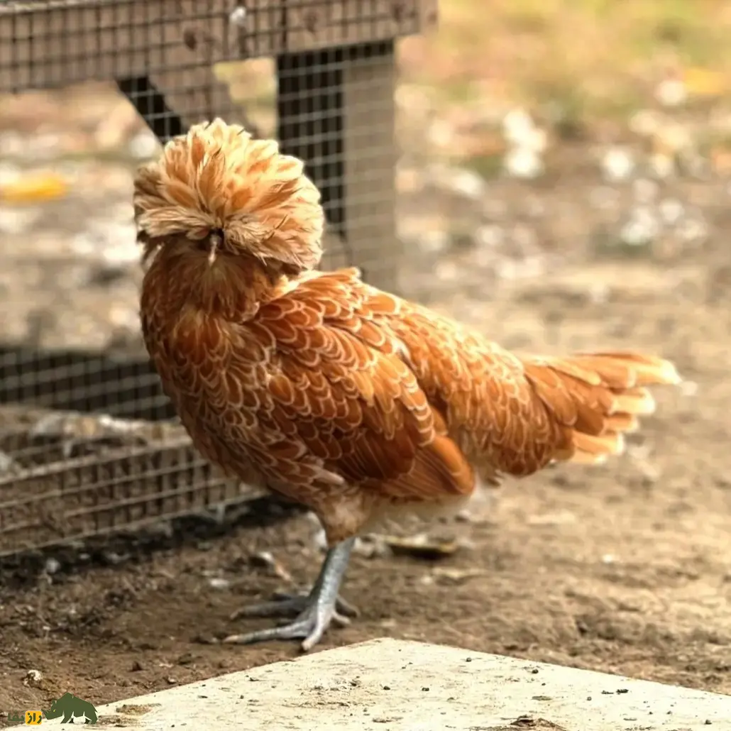 مرغ پادوانا