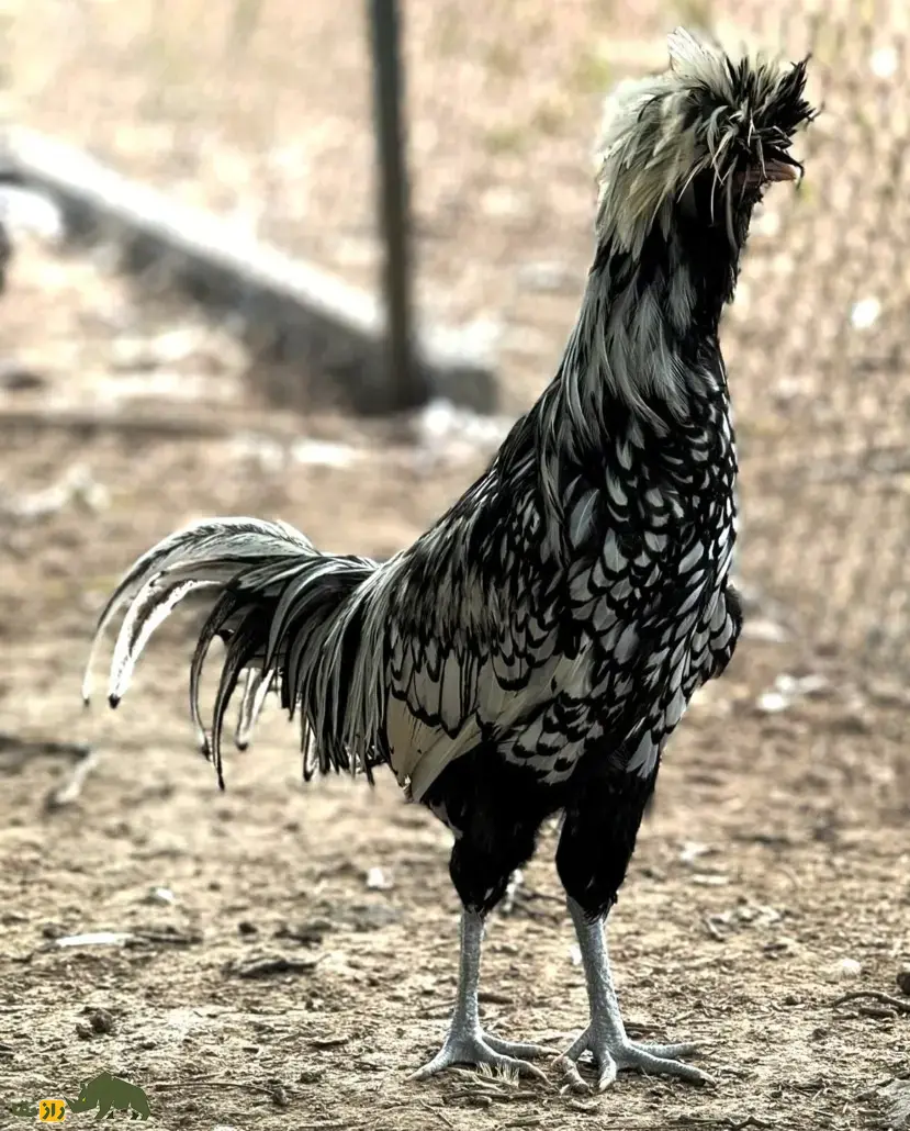 مرغ پادوانا