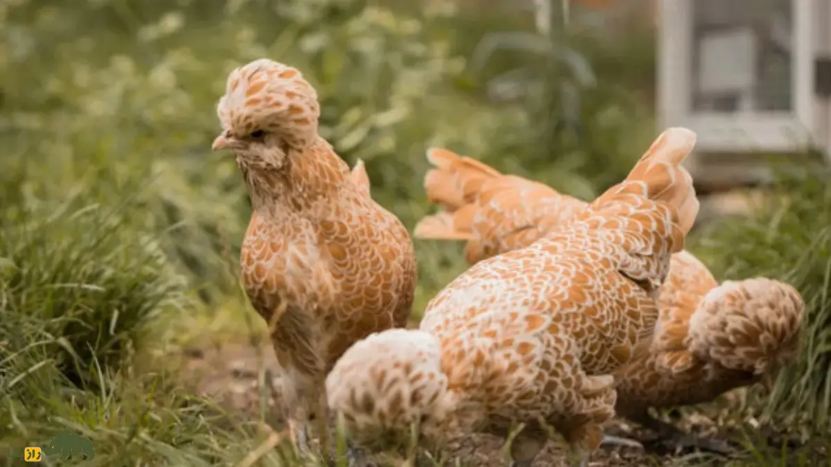 مرغ پادوانا