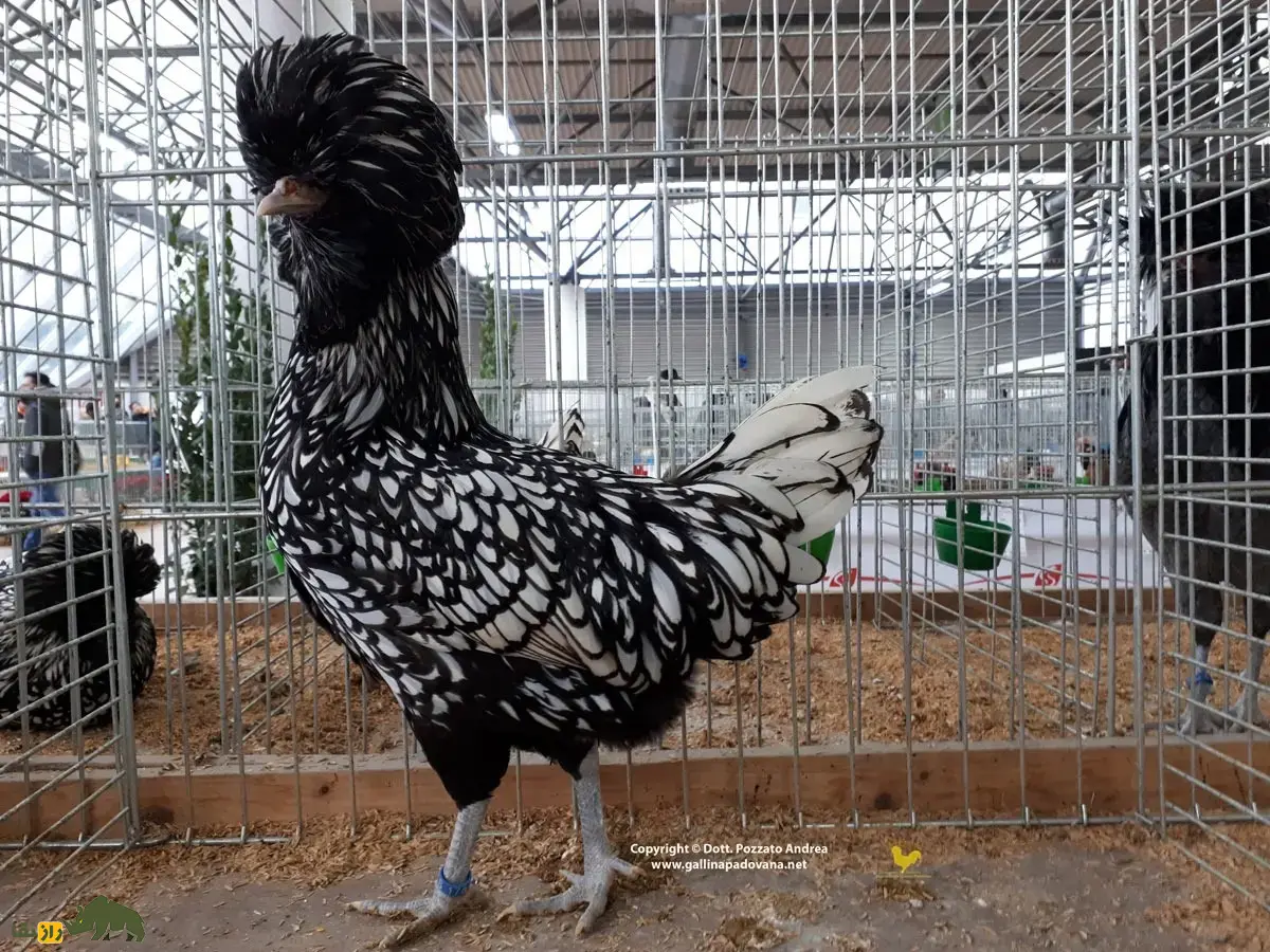 مرغ پادوانا