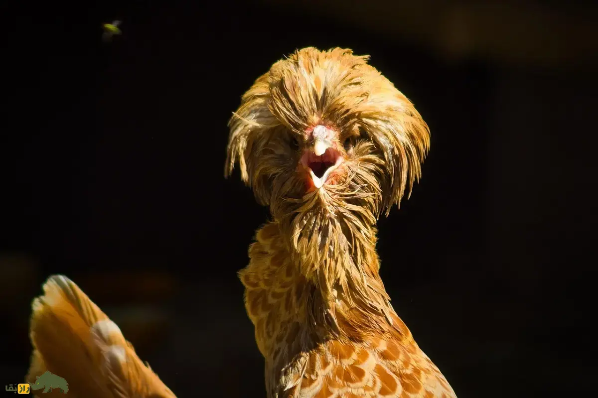 مرغ پادوانا