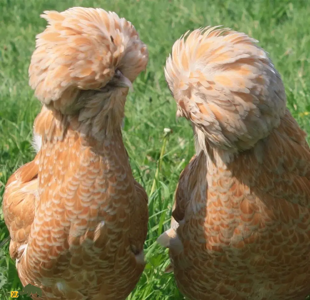 مرغ پادوانا