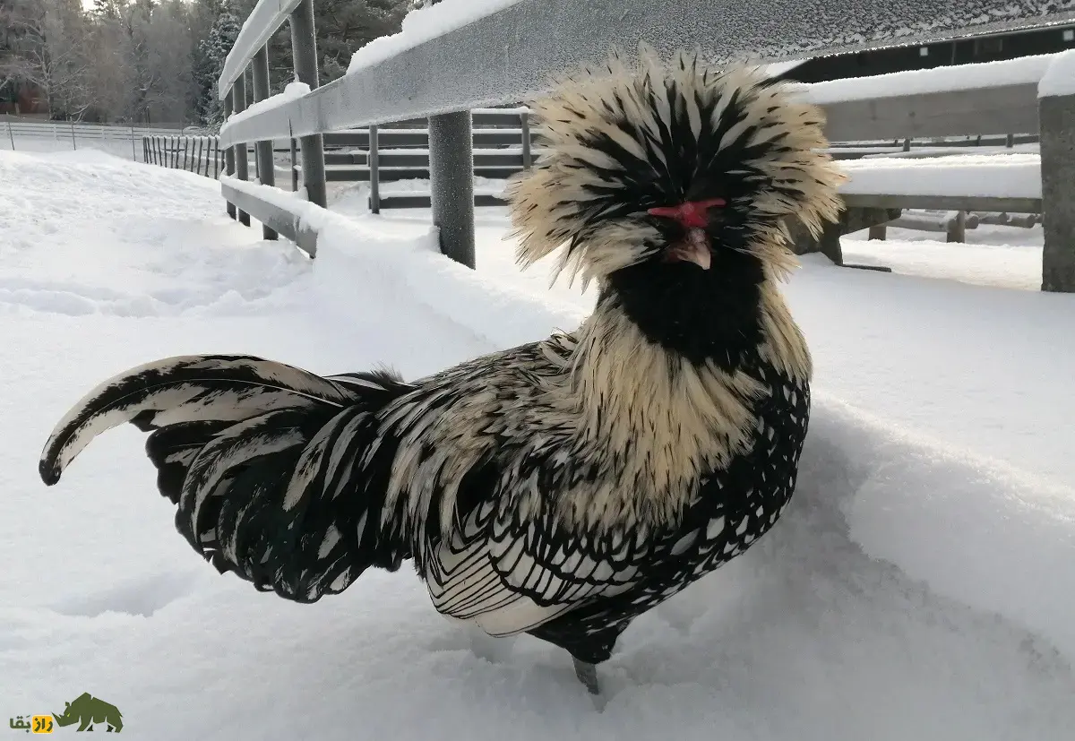 مرغ پادوانا