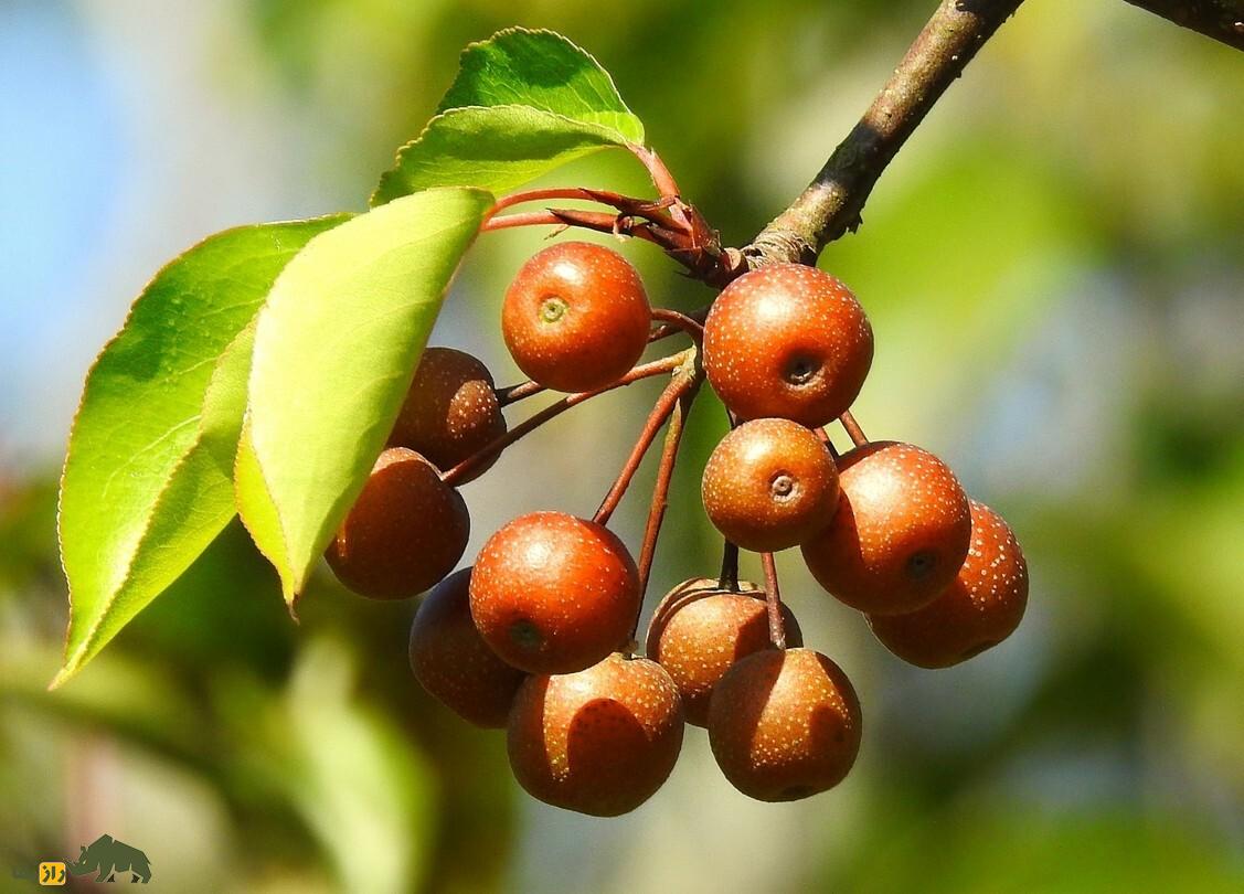 انچوچک؛ انچوچک فحش نیست، دانه گلابی وحشی کوههای ایران است که خواص شگفتانگیز دارویی و غذایی دارد انچوچک؛ انچوچک فحش نیست، دانه گلابی وحشی کوههای ایران است که خواص شگفتانگیز دارویی و غذایی دارد