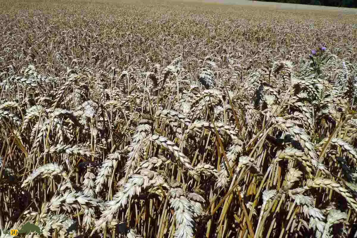 گندم زرینه؛ رقم طلایی مقاوم به خشکی و سرما در ایران با عملکرد بالا و سود اقتصادی بی‌نظیر برای کشاورزان ایرانی