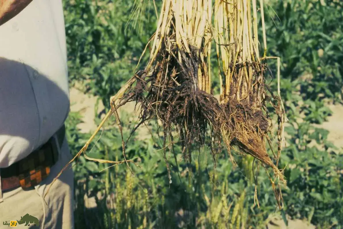 گندم زرینه؛ رقم طلایی مقاوم به خشکی و سرما در ایران با عملکرد بالا و سود اقتصادی بی‌نظیر برای کشاورزان ایرانی
