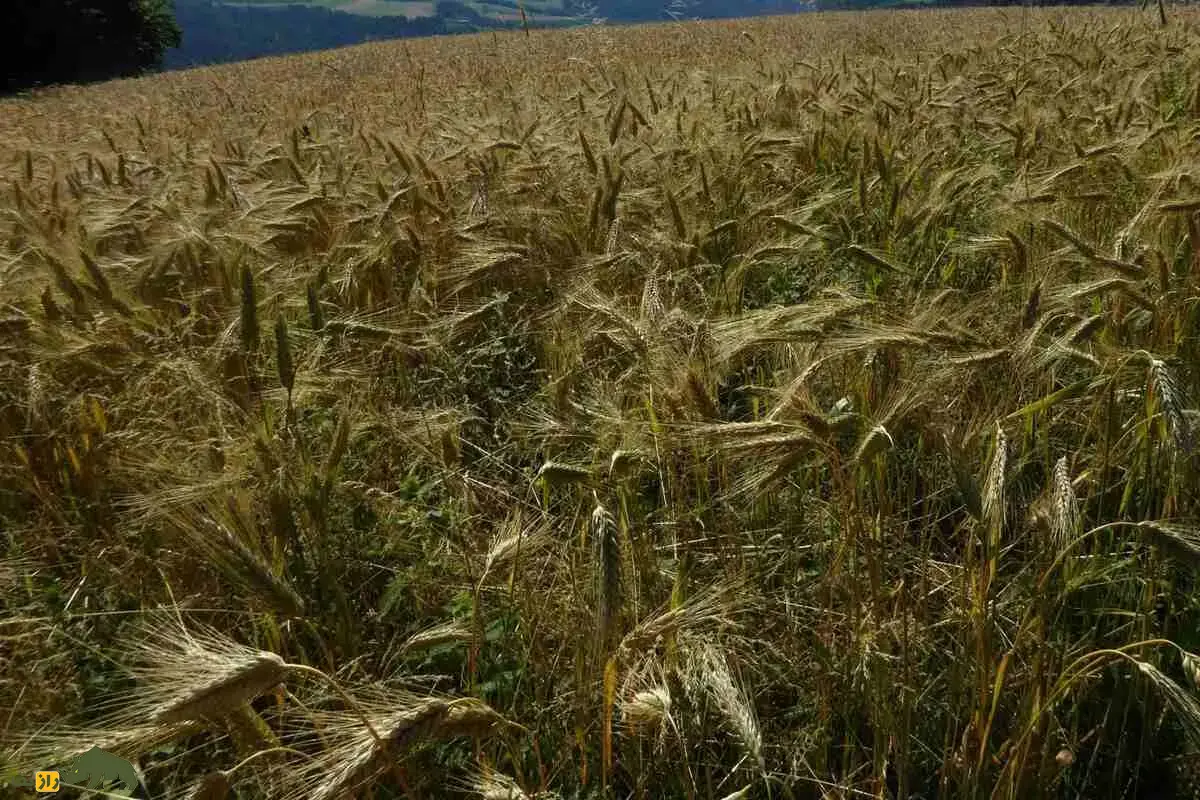 گندم زرینه؛ رقم طلایی مقاوم به خشکی و سرما در ایران با عملکرد بالا و سود اقتصادی بی‌نظیر برای کشاورزان ایرانی