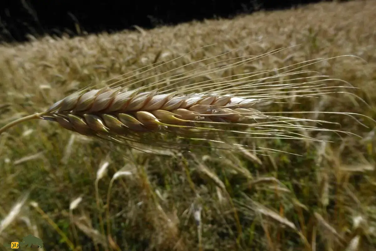 گندم زرینه؛ رقم طلایی مقاوم به خشکی و سرما در ایران با عملکرد بالا و سود اقتصادی بی‌نظیر برای کشاورزان ایرانی