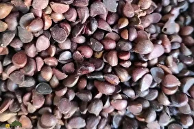 انچوچک؛ آجیل بومی که از گلابی وحشی به دست میآید و بسیار خوشمزه و مقویست | معنی انچوچک چیست و چرا فحش شد؟