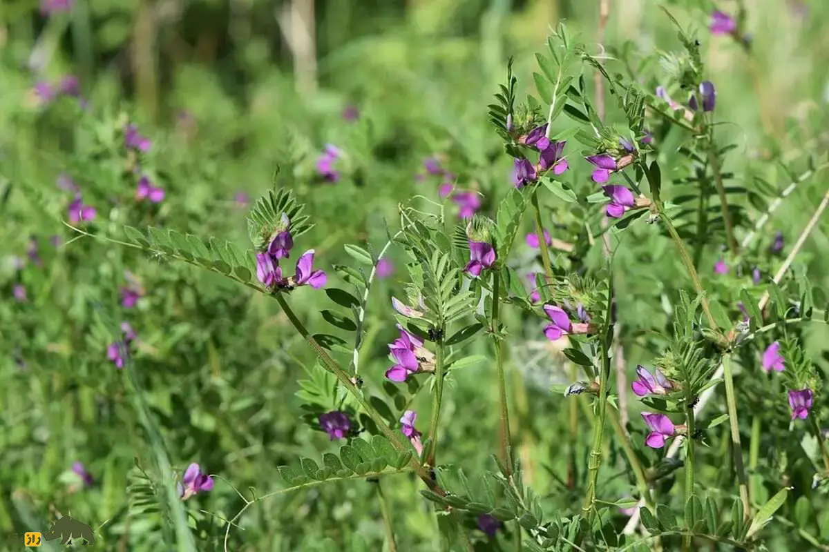 ماشک معمولی، گیاهی بومی و ارزشمند برای کشاورزی ایران؛ کود سبز، علوفه دام و محصول تناوب کشت که خاک را تقویت، محصولات بعدی را پرثمر و کشاورزی را پایدار میکند ماشک معمولی، گیاهی بومی و ارزشمند برای کشاورزی ایران؛ کود سبز، علوفه دام و محصول تناوب کشت که خاک را تقویت، محصولات بعدی را پرثمر و کشاورزی را پایدار میکند