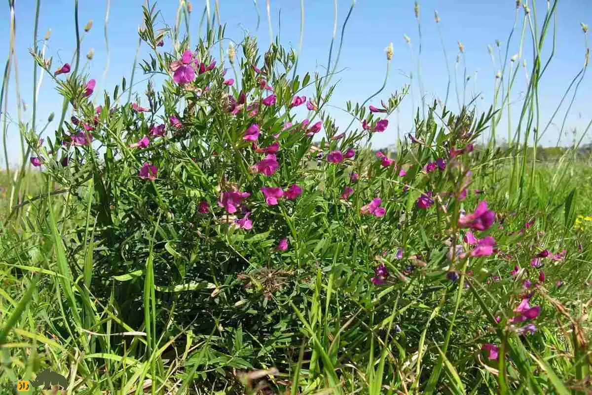 ماشک معمولی، گیاهی بومی و ارزشمند برای کشاورزی ایران؛ کود سبز، علوفه دام و محصول تناوب کشت که خاک را تقویت، محصولات بعدی را پرثمر و کشاورزی را پایدار میکند ماشک معمولی، گیاهی بومی و ارزشمند برای کشاورزی ایران؛ کود سبز، علوفه دام و محصول تناوب کشت که خاک را تقویت، محصولات بعدی را پرثمر و کشاورزی را پایدار میکند