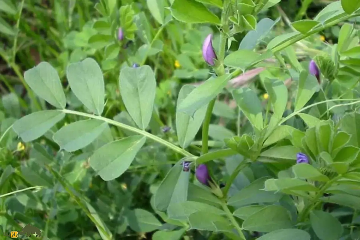 ماشک معمولی، گیاهی بومی و ارزشمند برای کشاورزی ایران؛ کود سبز، علوفه دام و محصول تناوب کشت که خاک را تقویت، محصولات بعدی را پرثمر و کشاورزی را پایدار میکند ماشک معمولی، گیاهی بومی و ارزشمند برای کشاورزی ایران؛ کود سبز، علوفه دام و محصول تناوب کشت که خاک را تقویت، محصولات بعدی را پرثمر و کشاورزی را پایدار میکند