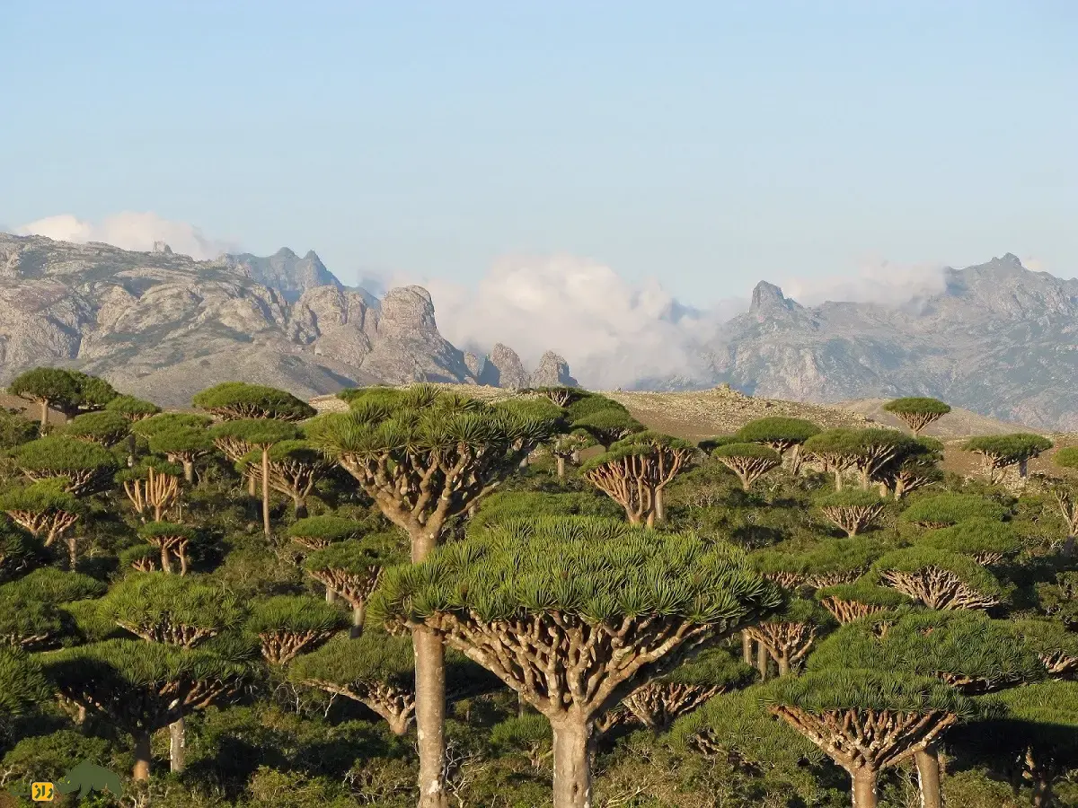 درخت خون سیاوشان؛ درختی چتریشکل شبیه سفینه فضایی در یمن که شیره قرمزی به نام «خون اژدها» از آن ترشح میشود درخت خون سیاوشان