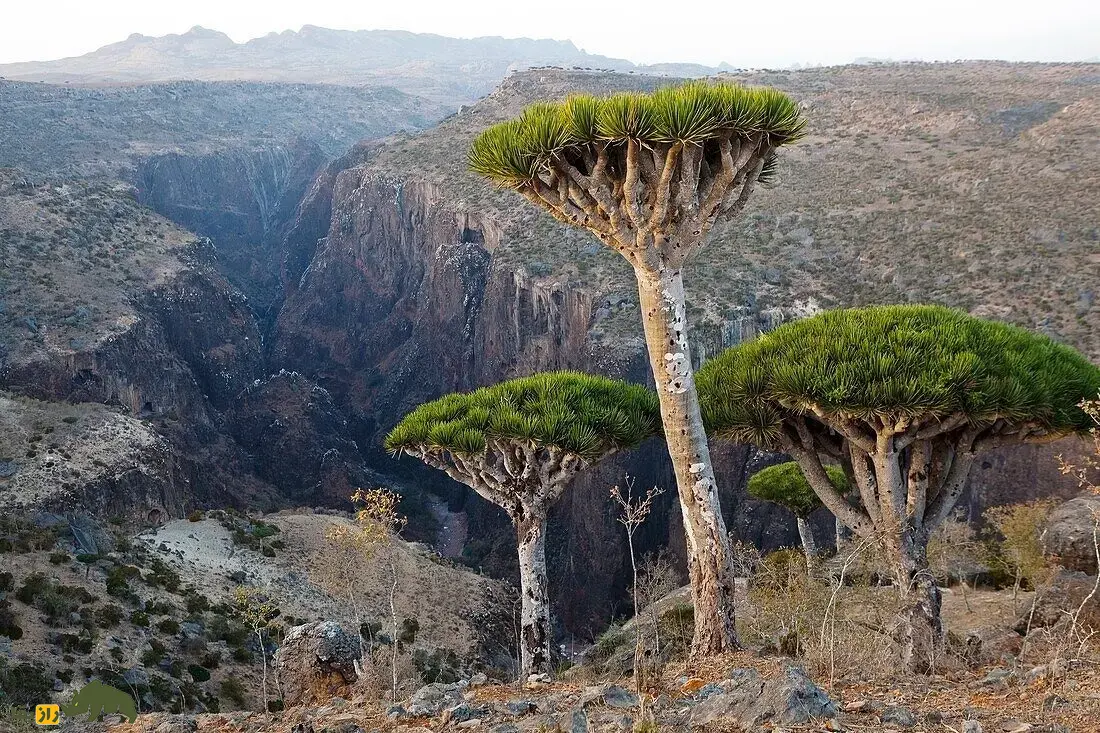 درخت خون سیاوشان؛ درختی چتریشکل شبیه سفینه فضایی در یمن که شیره قرمزی به نام «خون اژدها» از آن ترشح میشود درخت خون سیاوشان