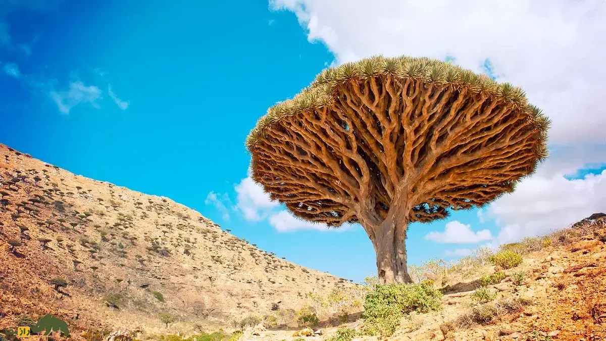 درخت خون سیاوشان؛ درختی چتریشکل شبیه سفینه فضایی در یمن که شیره قرمزی به نام «خون اژدها» از آن ترشح میشود درخت خون سیاوشان