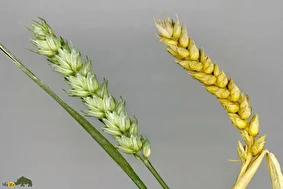 گندم زرینه؛ گندم طلایی مقاوم به خشکی و سرما در ایران که سود اقتصادی بالایی برای کشاورزان دارد