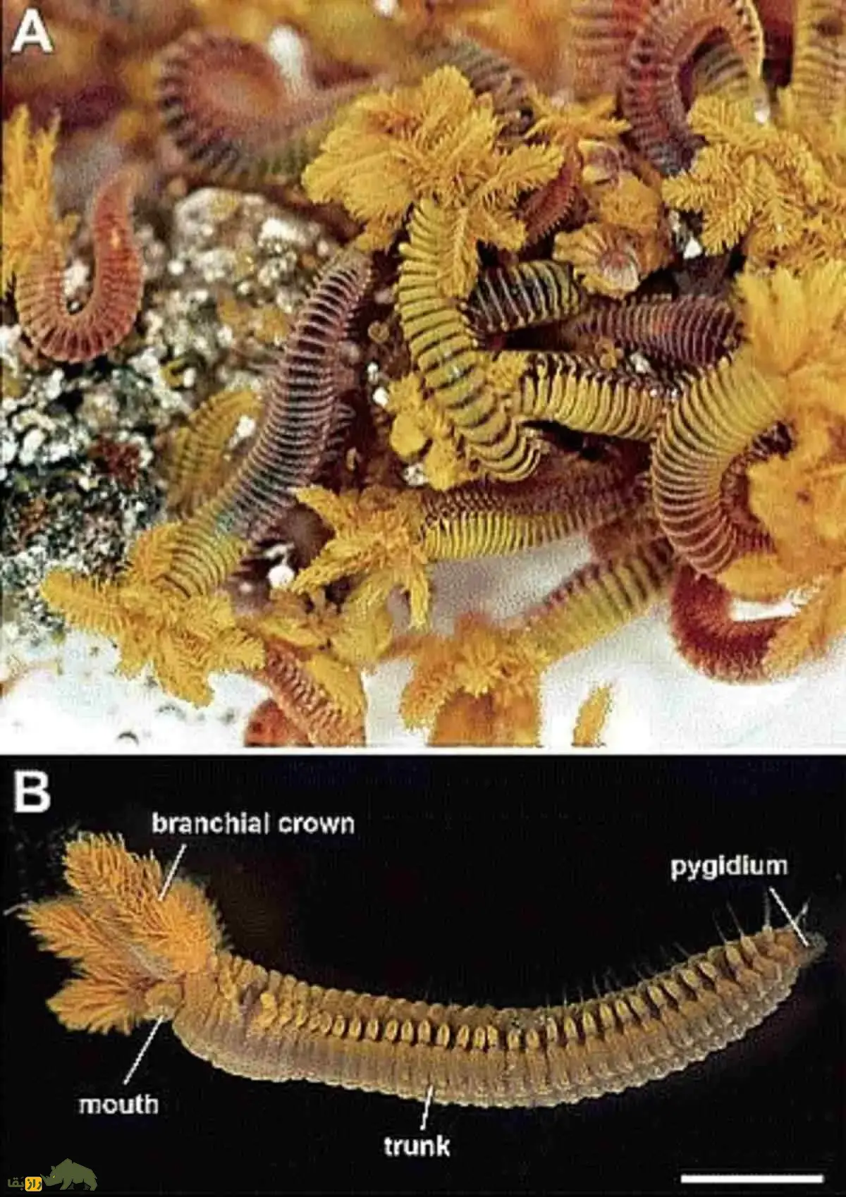 پارالوینلا هسلری؛ کرم زردی که در اسید زندگی میکند و با سم، سم را مهار میکند پارالوینلا هسلری؛ کرم زردی که در اسید زندگی میکند و با سم، سم را مهار میکند