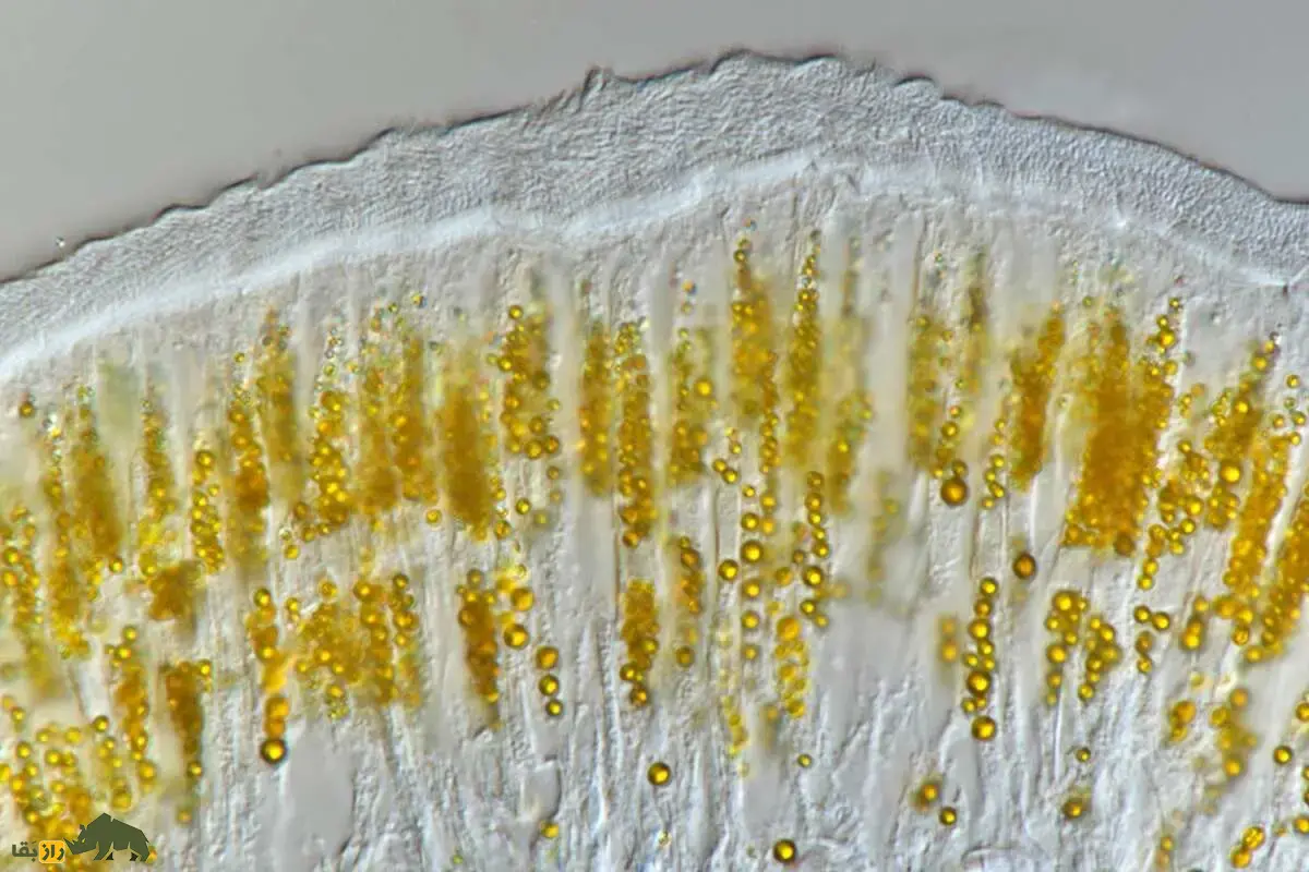 پارالوینلا هسلری؛ کرم زردی که در اسید زندگی میکند و با سم، سم را مهار میکند پارالوینلا هسلری؛ کرم زردی که در اسید زندگی میکند و با سم، سم را مهار میکند