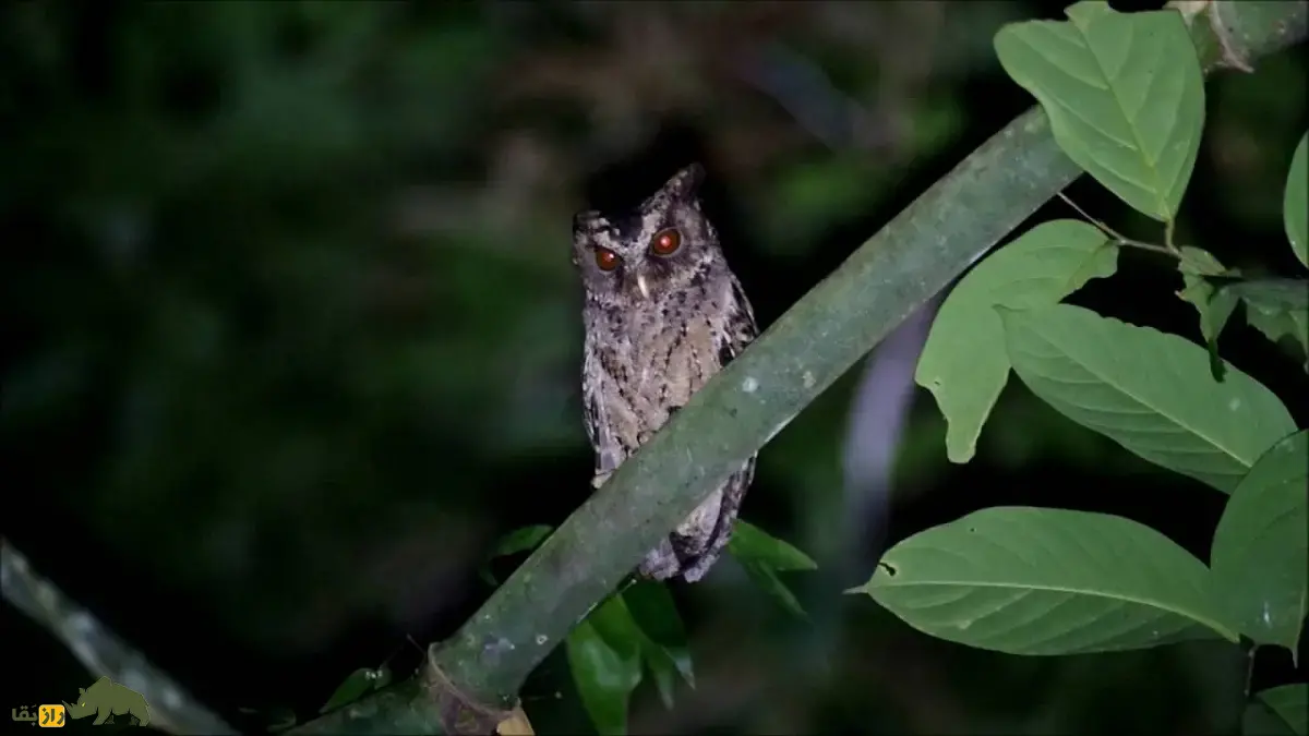 مرغ حق پالاوان؛ جغد فیلیپینی با چشمان نارنجی پررنگ که آوازش خشن و بَم و شبیه صدای کوبش طبل است مرغ حق پالاوان