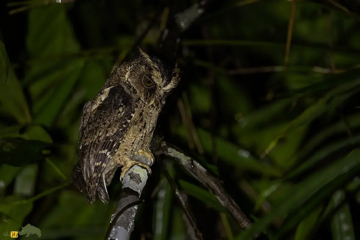 مرغ حق پالاوان؛ جغد فیلیپینی با چشمان نارنجی پررنگ که آوازش خشن و بَم و شبیه صدای کوبش طبل است مرغ حق پالاوان