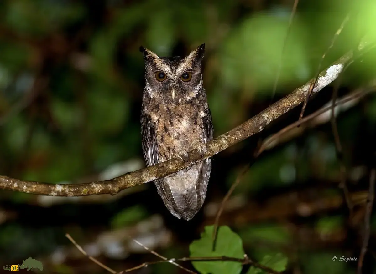 مرغ حق پالاوان؛ جغد فیلیپینی با چشمان نارنجی پررنگ که آوازش خشن و بَم و شبیه صدای کوبش طبل است مرغ حق پالاوان