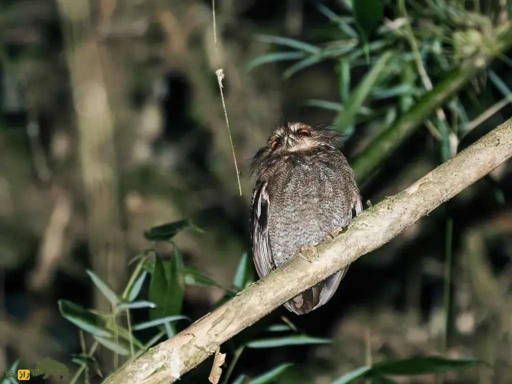 جغدک سبیل‌دراز