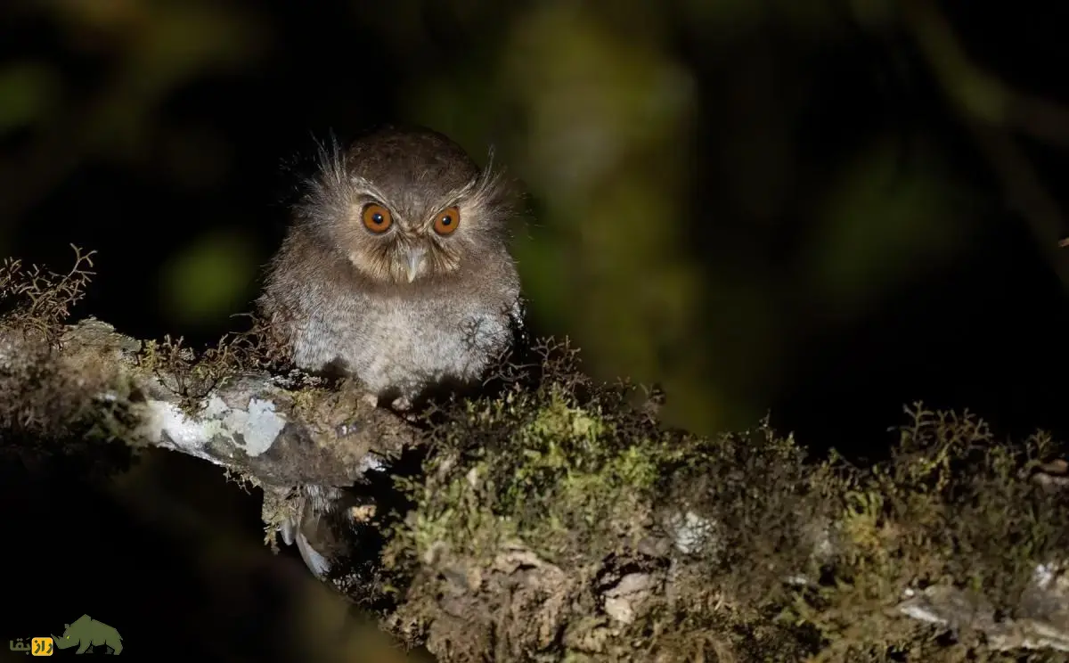 جغدک سبیل‌دراز