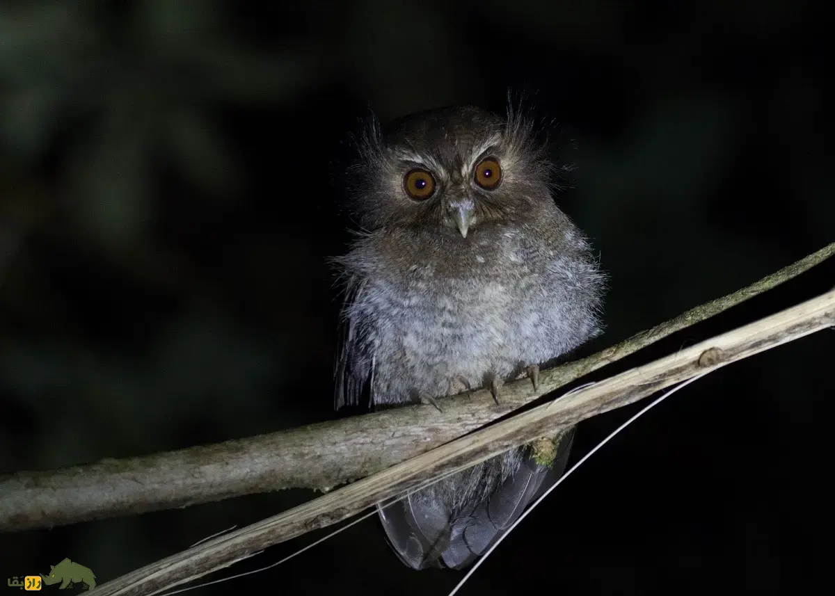 جغدک سبیل‌دراز