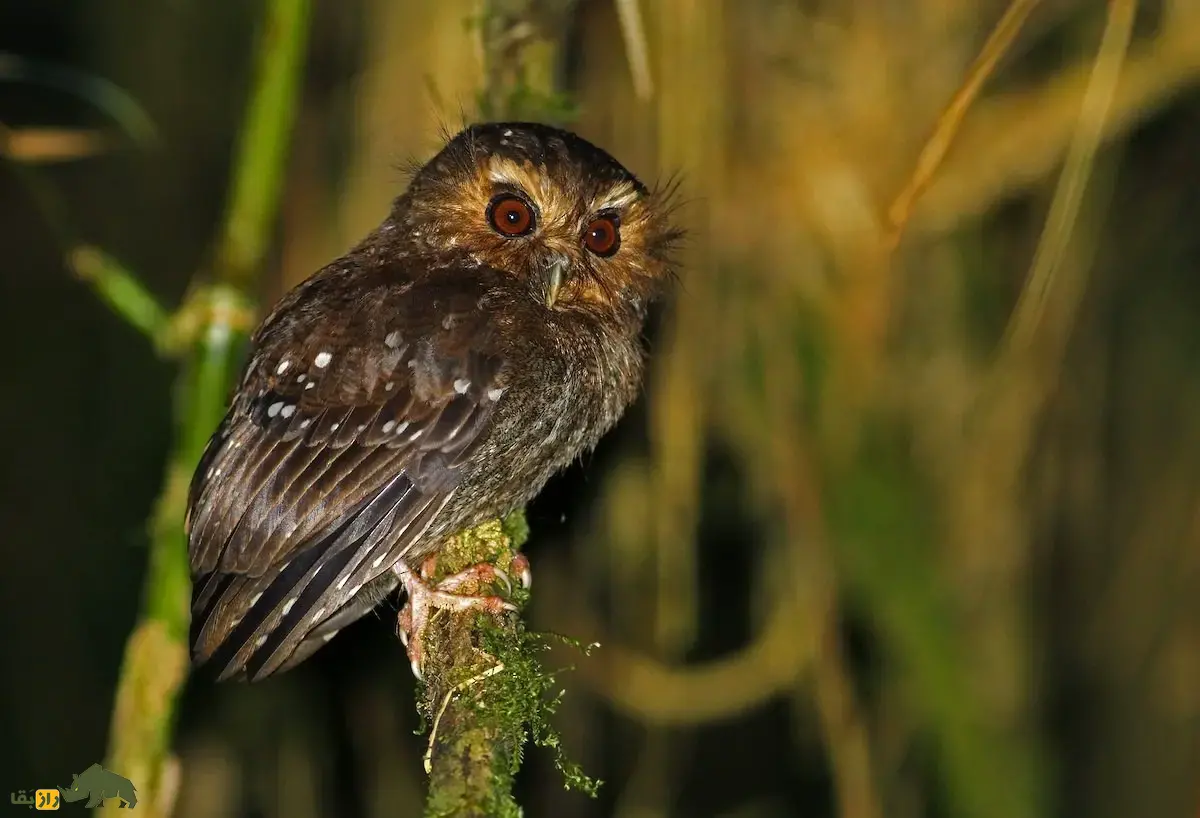 جغدک سبیل‌دراز