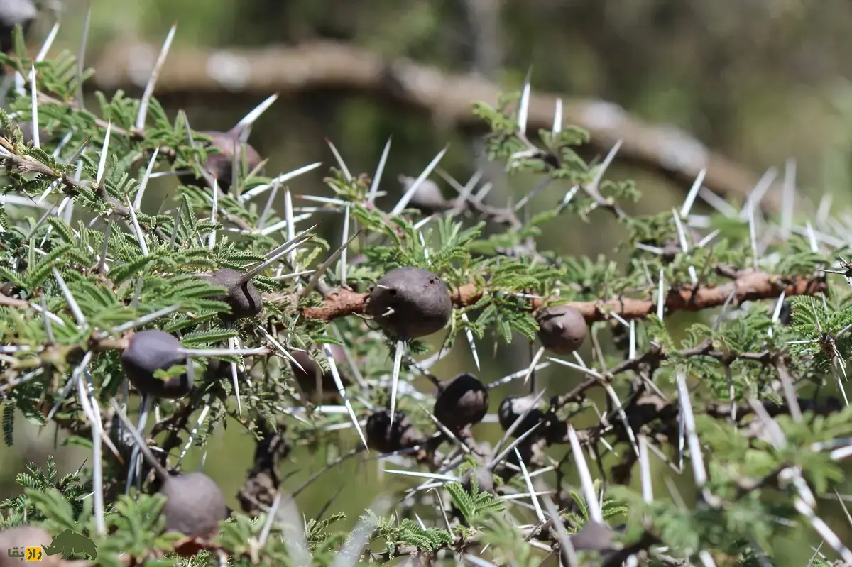 درخت خاردار سوتزن؛ درختی که در طبیعت سوت میزند و مورچهها درون آن زندگی و از درخت در برابر فیلها دفاع میکنند درخت خاردار سوتزن