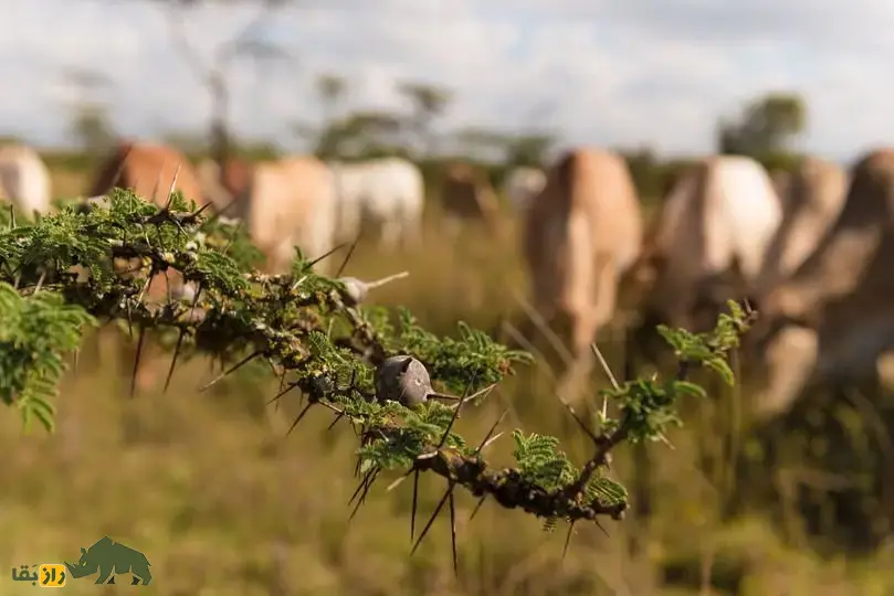 درخت خاردار سوتزن؛ درختی که در طبیعت سوت میزند و مورچهها درون آن زندگی و از درخت در برابر فیلها دفاع میکنند درخت خاردار سوتزن