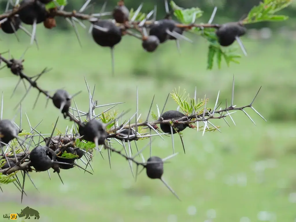 درخت خاردار سوتزن؛ درختی که در طبیعت سوت میزند و مورچهها درون آن زندگی و از درخت در برابر فیلها دفاع میکنند درخت خاردار سوتزن