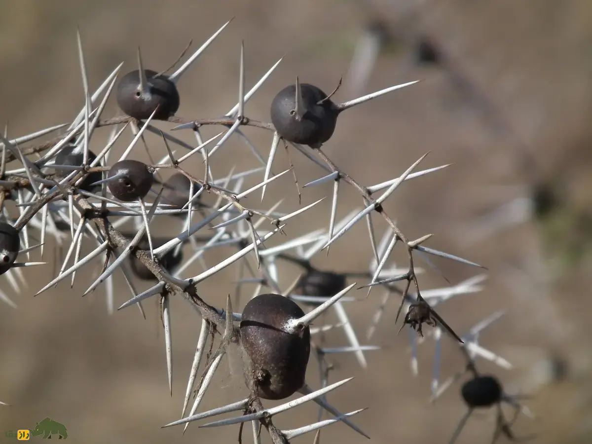 درخت خاردار سوتزن؛ درختی که در طبیعت سوت میزند و مورچهها درون آن زندگی و از درخت در برابر فیلها دفاع میکنند درخت خاردار سوتزن