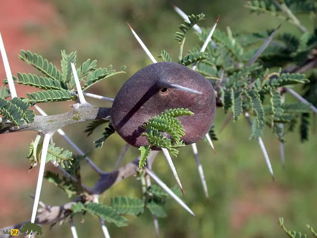 درخت خاردار سوتزن؛ درختی که در طبیعت سوت میزند و مورچهها درون آن زندگی و از درخت در برابر فیلها دفاع میکنند درخت خاردار سوتزن
