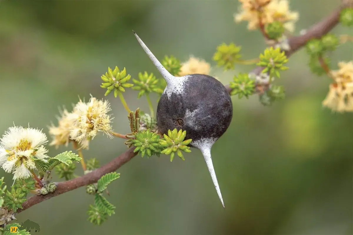 درخت خاردار سوتزن؛ درختی که در طبیعت سوت میزند و مورچهها درون آن زندگی و از درخت در برابر فیلها دفاع میکنند درخت خاردار سوتزن